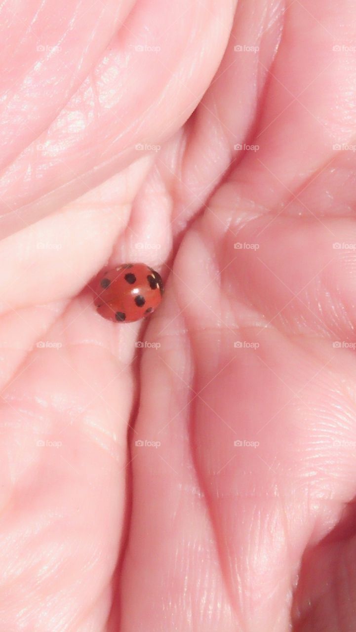 beautiful ladybug on my hand.