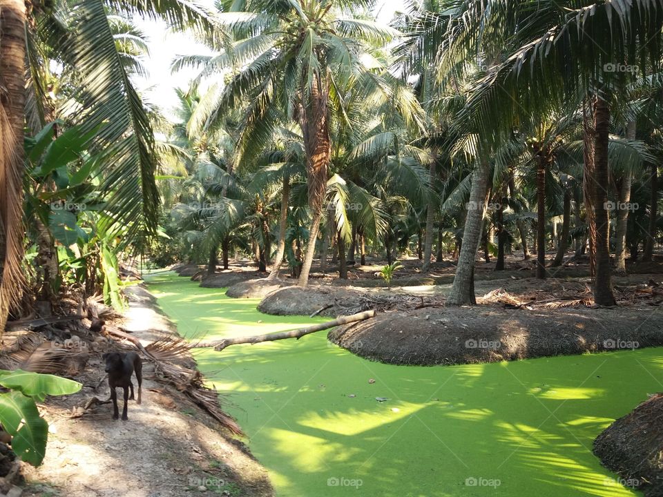 Beautiful tropical Landscape with green   littles plants in the water! and a black dog