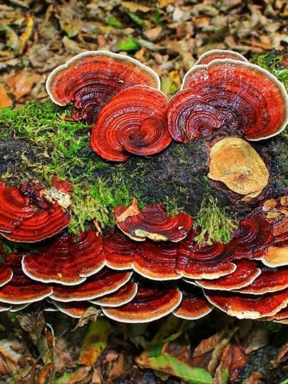 Ganoderma lucidum mushroom or immortality mushroom is very valuable and due to its ancient history and medicinal effects, it is undoubtedly one of the most wel known mushrooms.