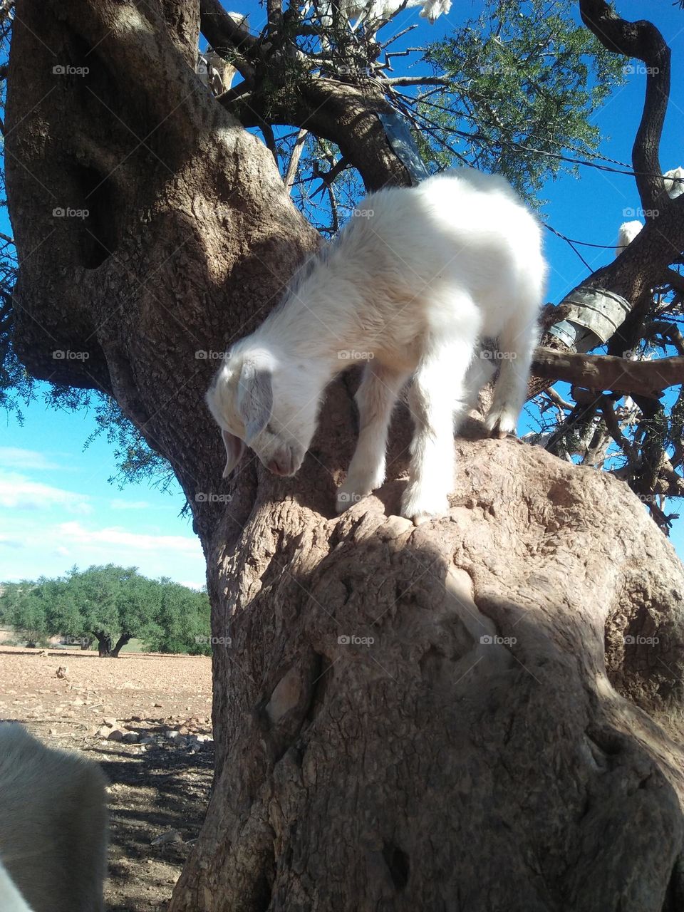 A beautiful lamb climbing an Argania spinosa tree at essaouira in Morocco.