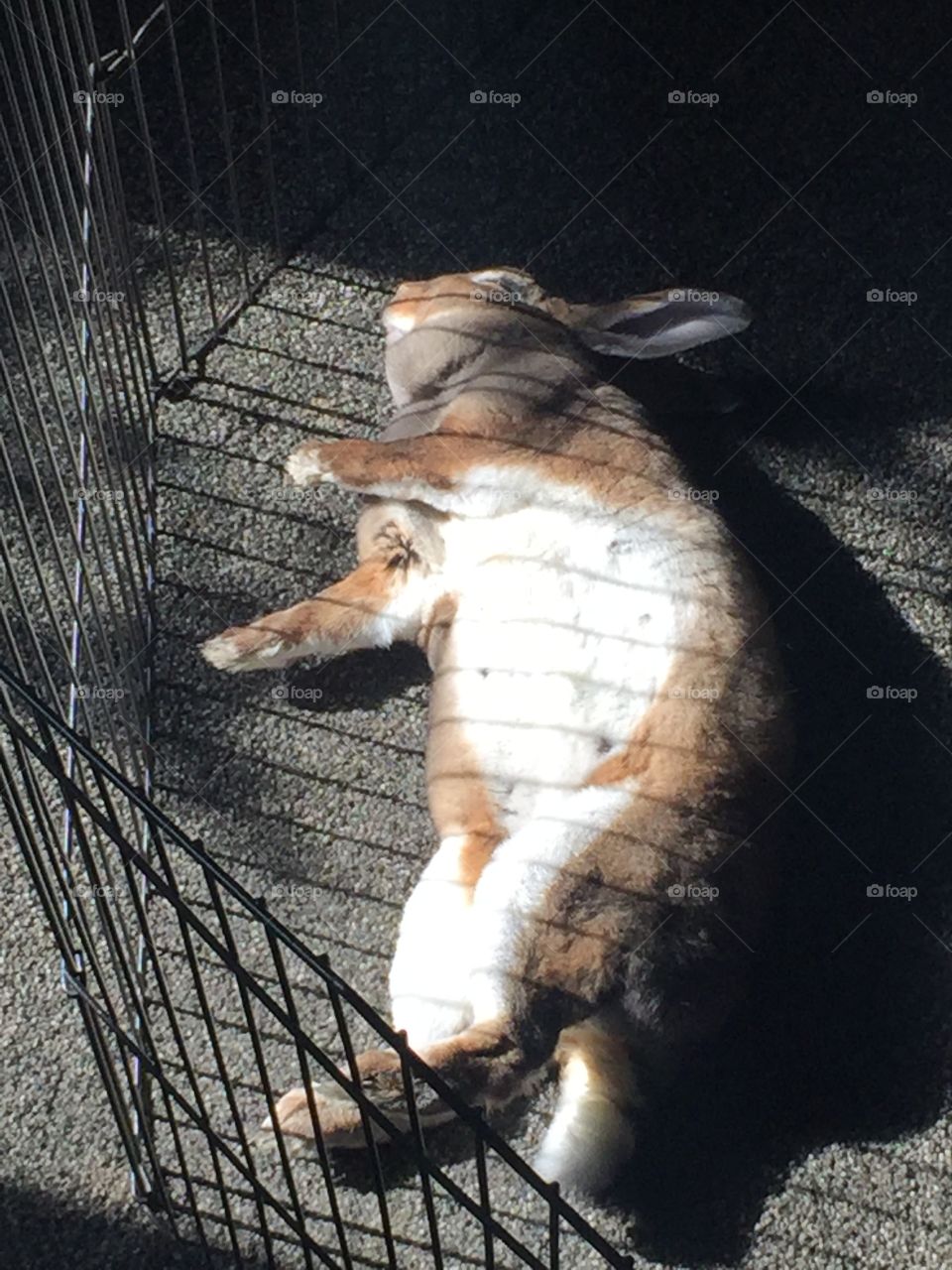 Rabbit sunning itself