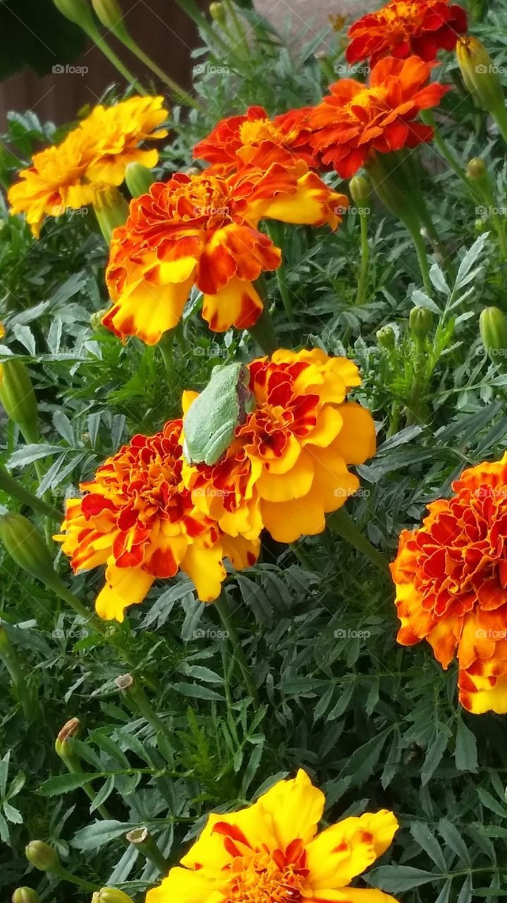 green frog on marigold flowers in garden, upclose