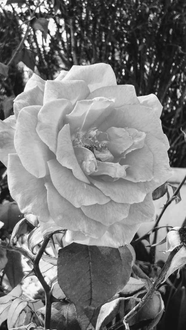 sleepy Rose