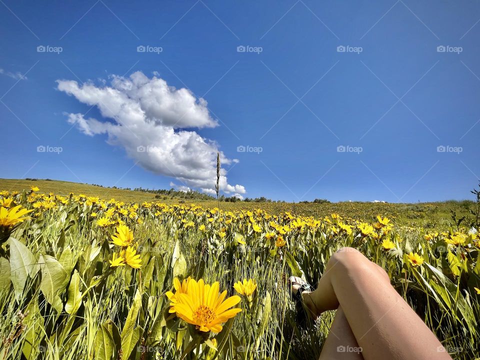 Relaxing in a sunny warm field of wildflowers; I could do this every day!