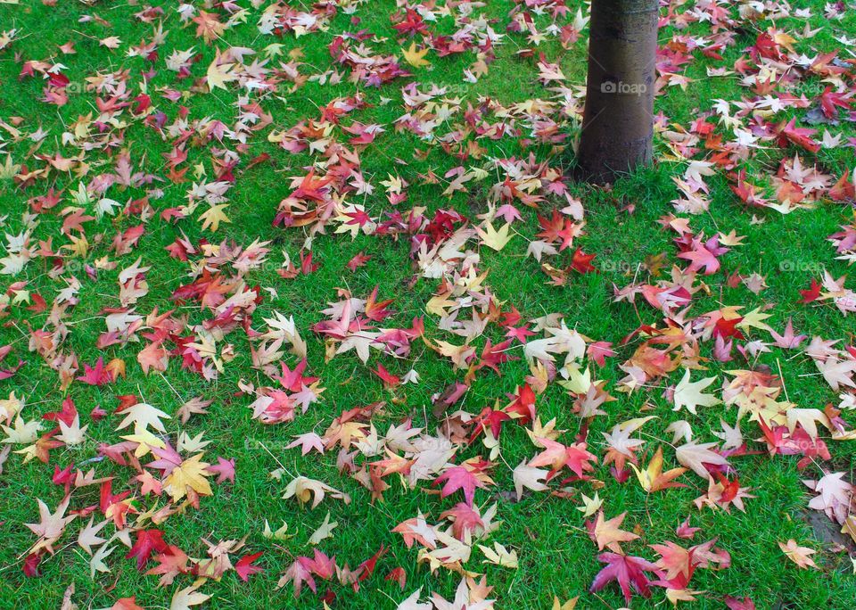 View of the meadow with green grass and beautiful colorful fallen leaves