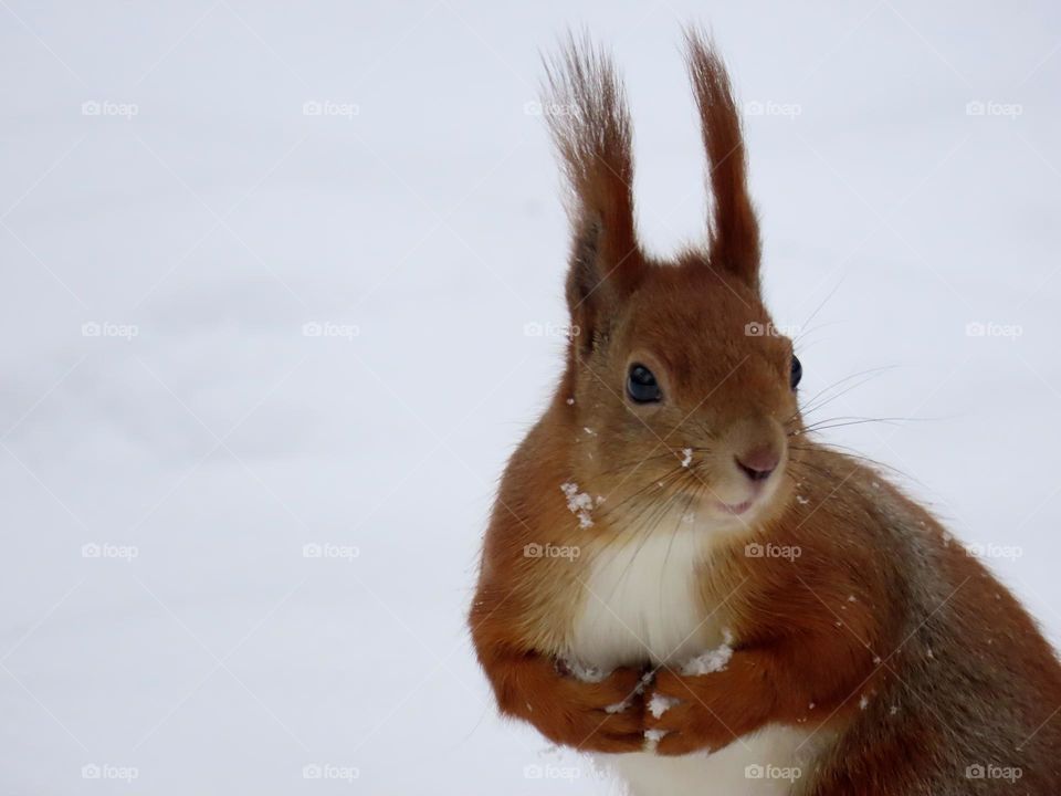 Squirrel in a snowy park