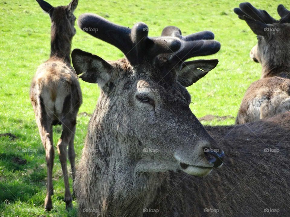 portrait of deer