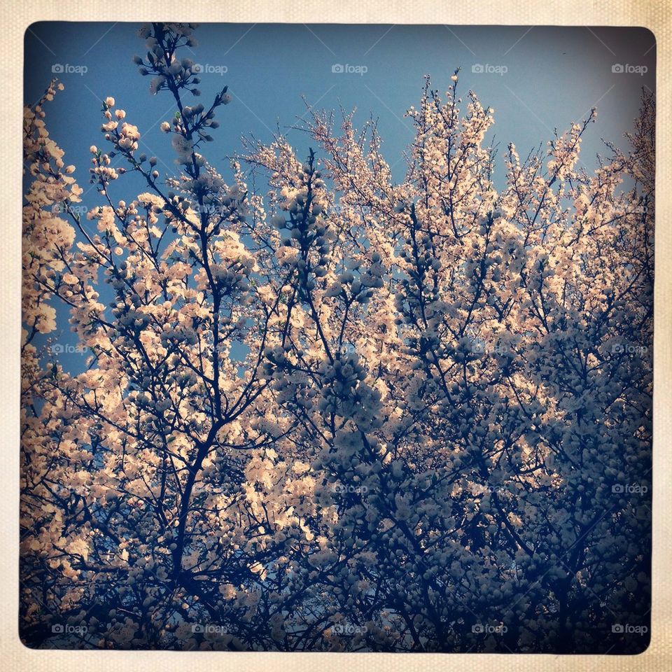 Blossom Cherry Tree