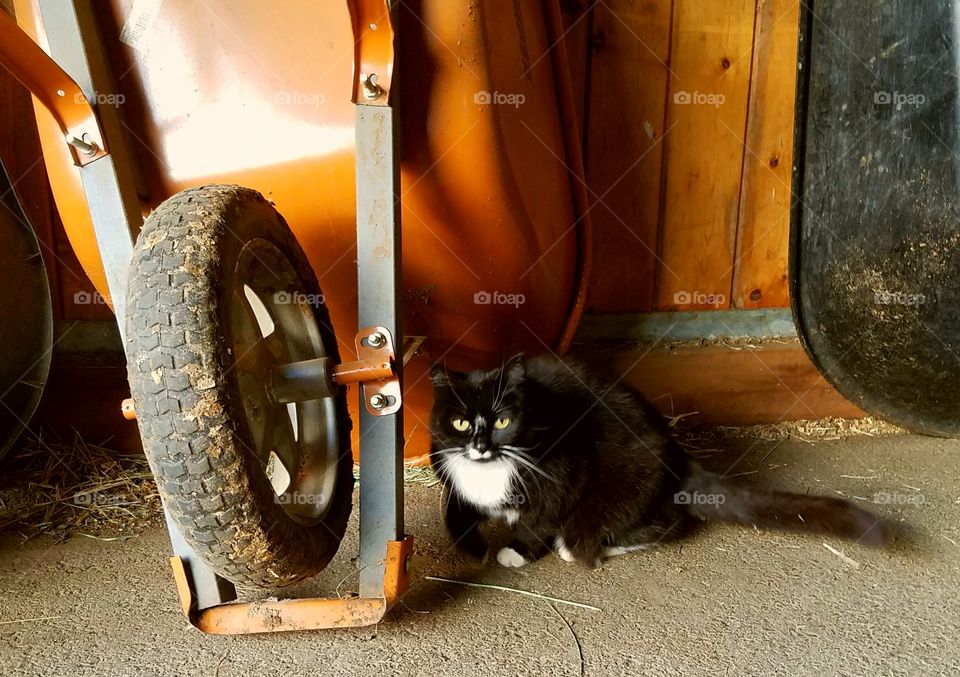 barn cat resting under wheelbarrow
