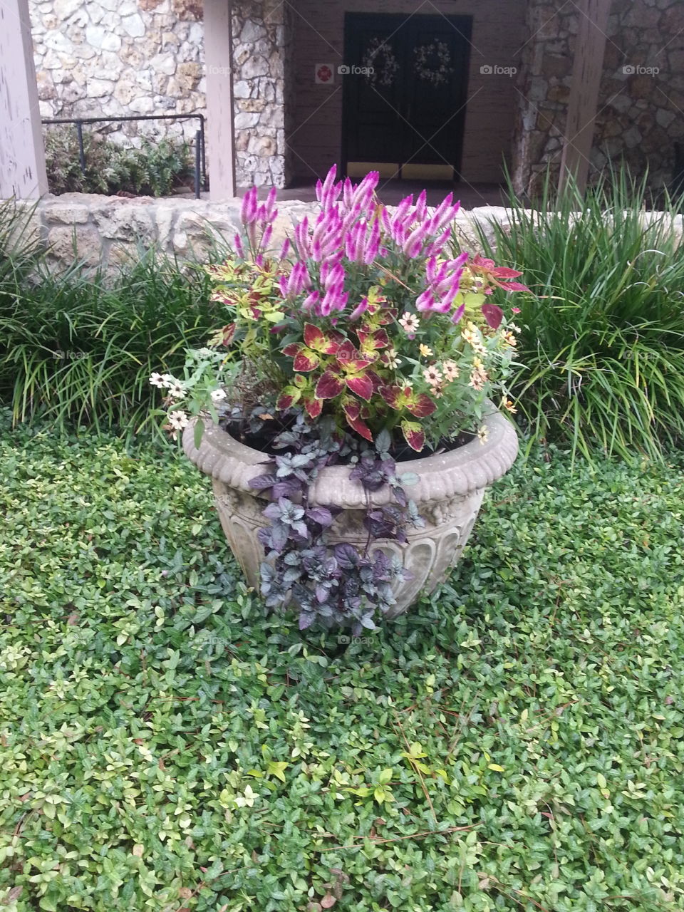 potted flowers