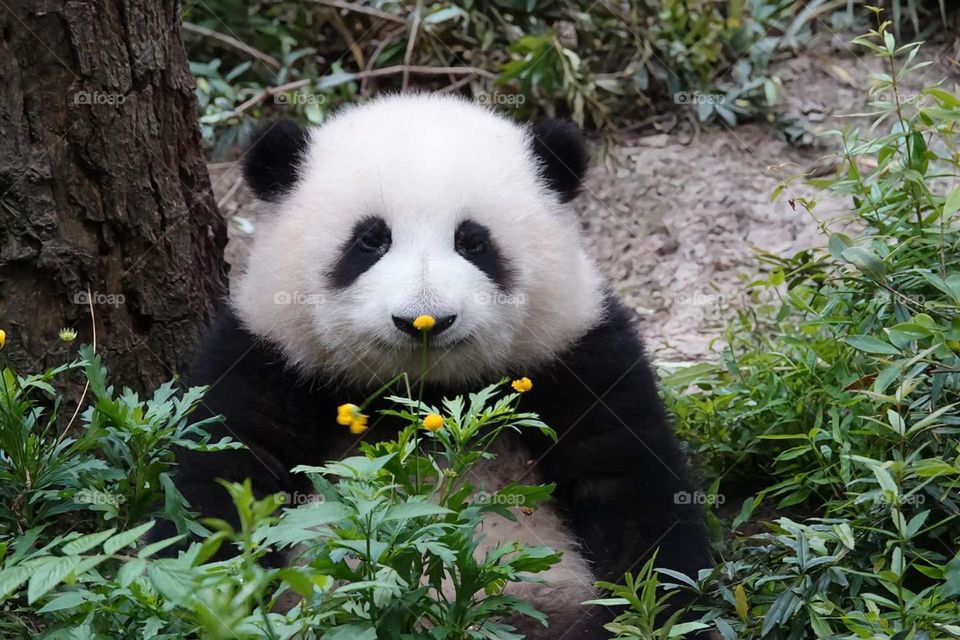 Panda