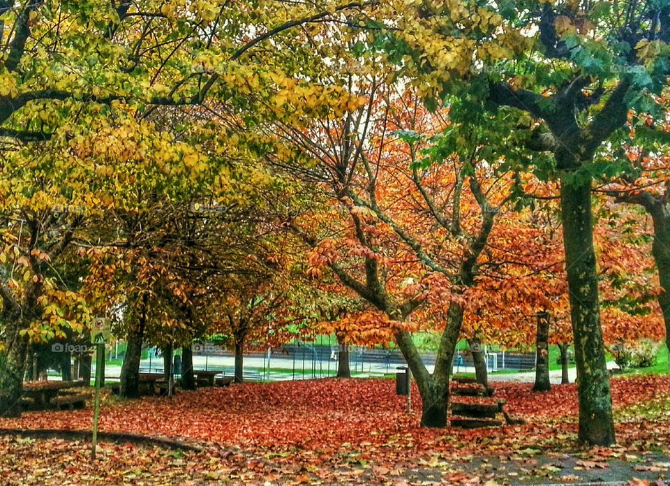 Picnic Area in Autumn