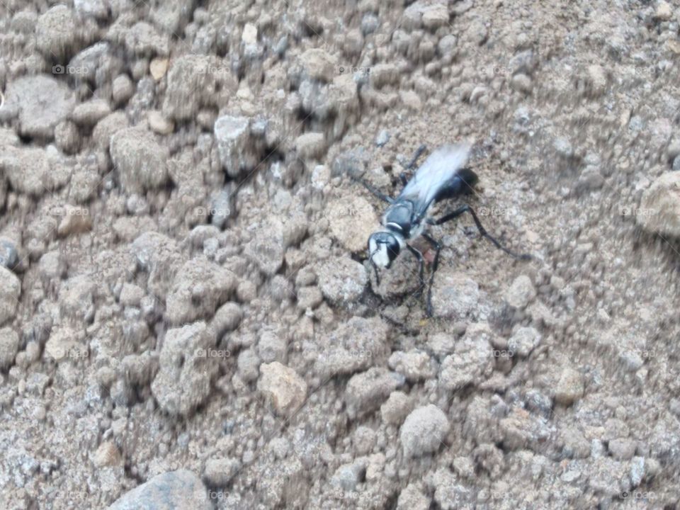 white-headed wasp