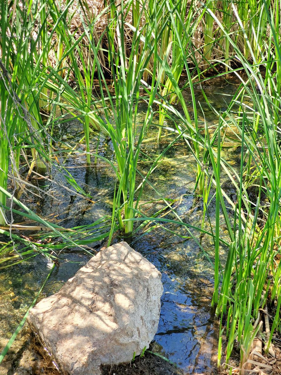 Spring Reeds in the Creek