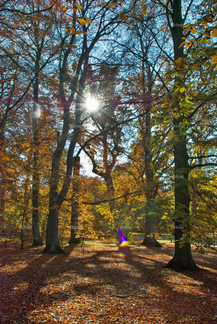 tree sunny forest park by jbdc