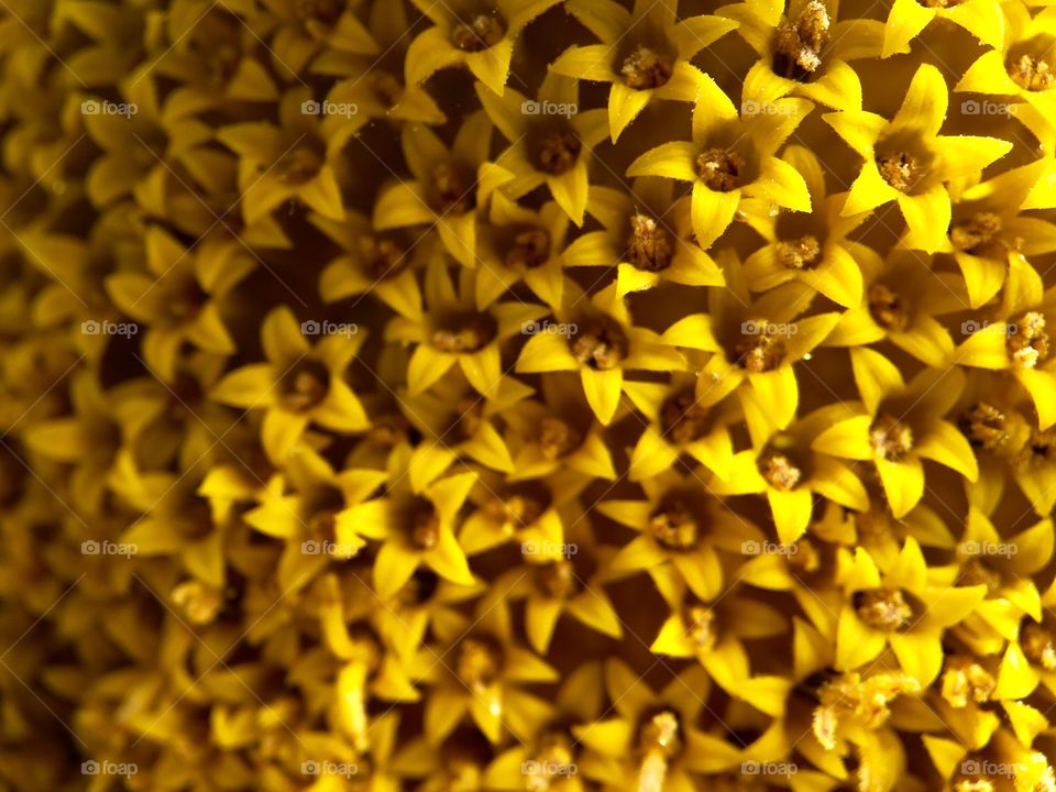 Macro Shot of a Sunflower