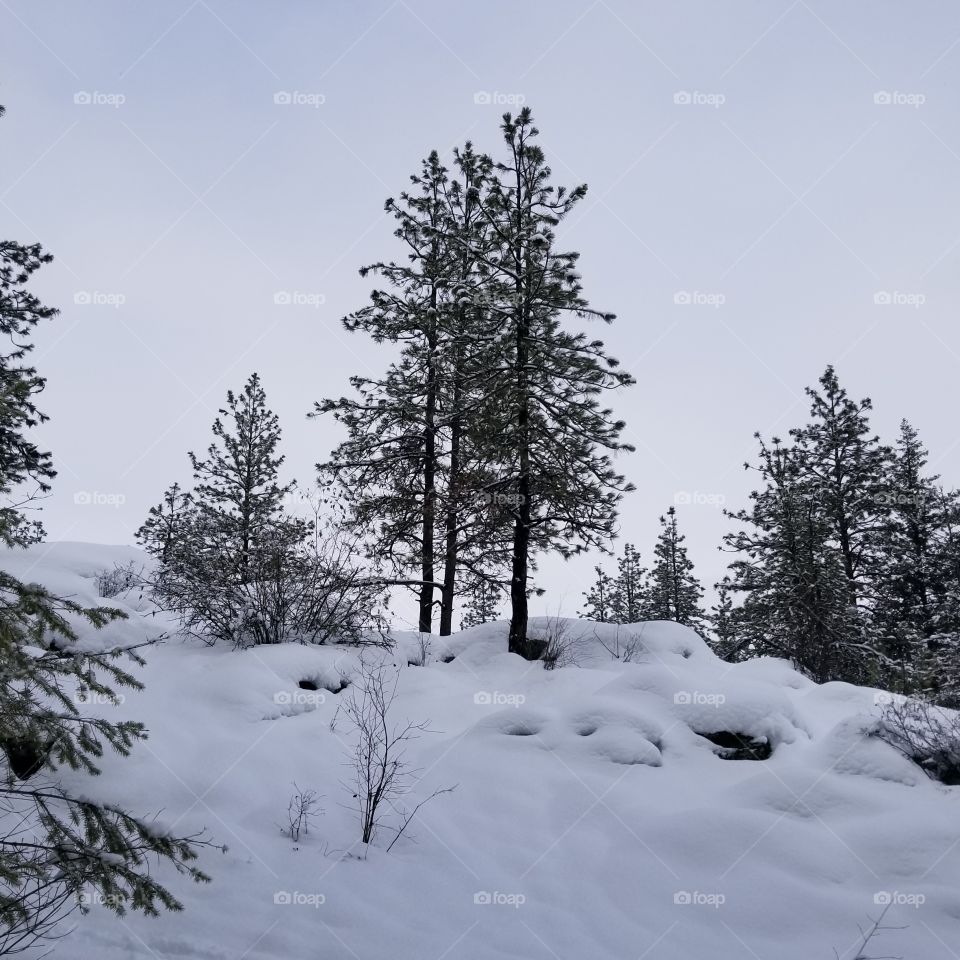 cloudy blue sky behind trees on a snowy mountain
