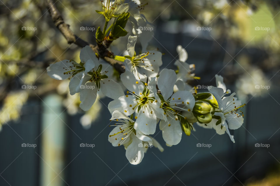 The apple tree is blooming. Caps of white and pink flowers, petals swirling in the fragrant air
 