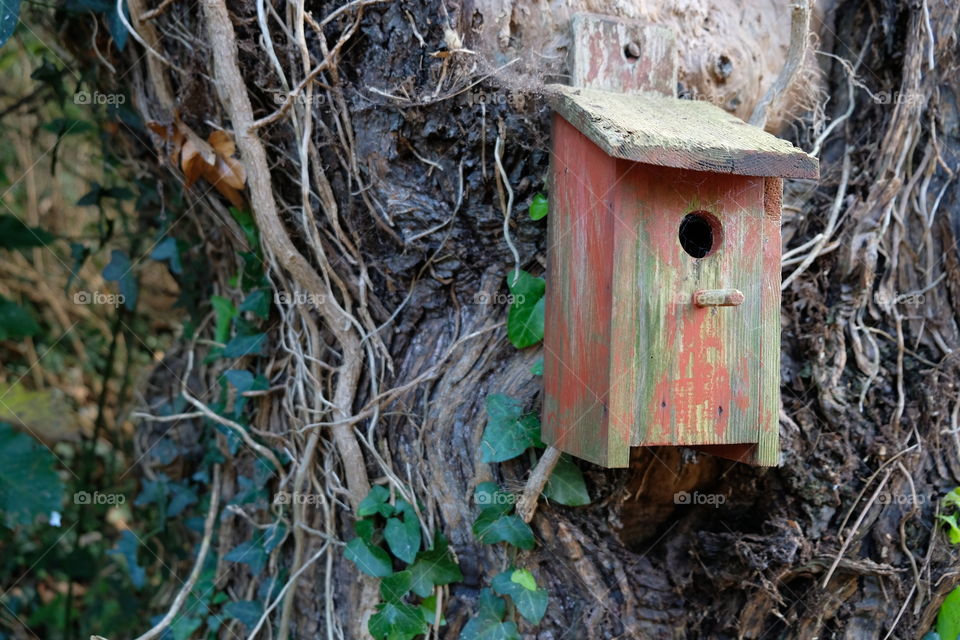Bird Box in the Wild