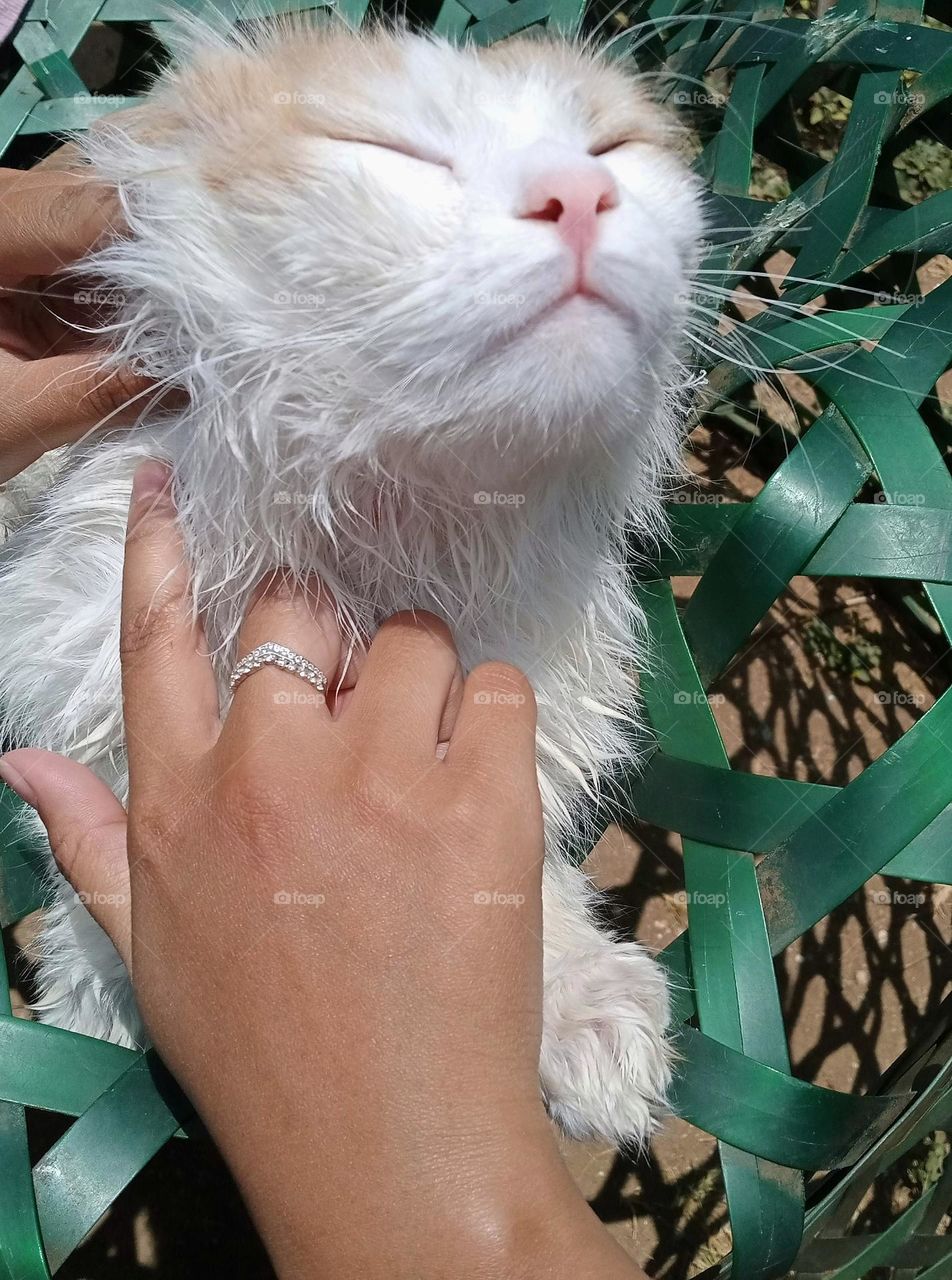 photo of a cat being dried in the sun by its owner