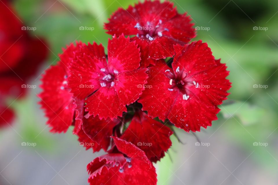 Red Flowers