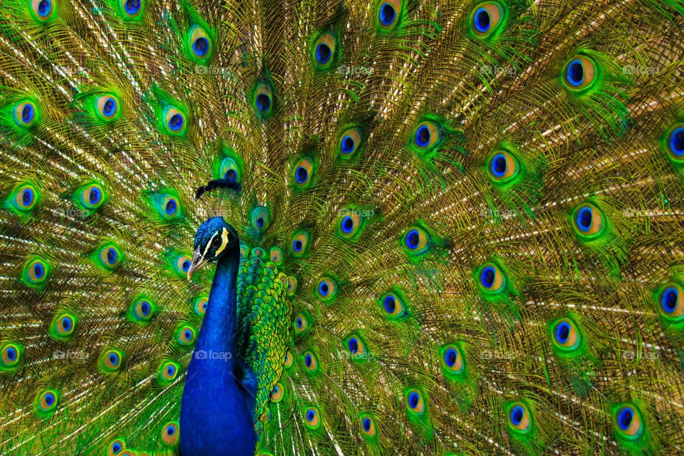 Peacock
