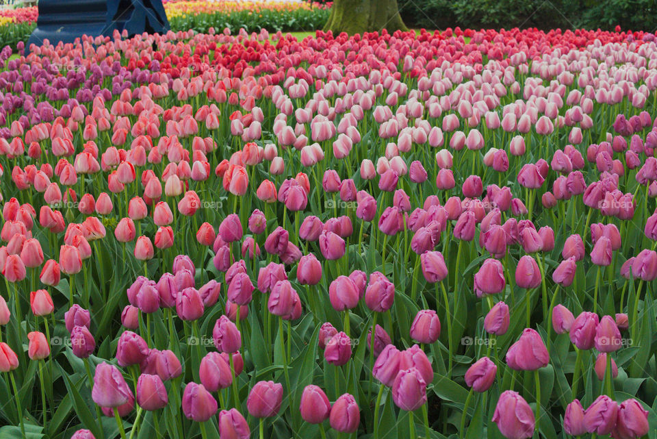 Netherlands. Keukenhof. Tulips.