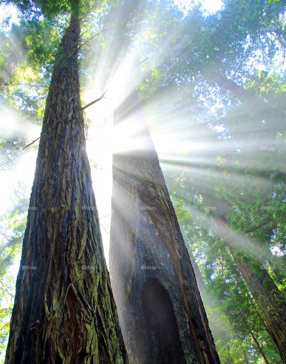 sun between the trees