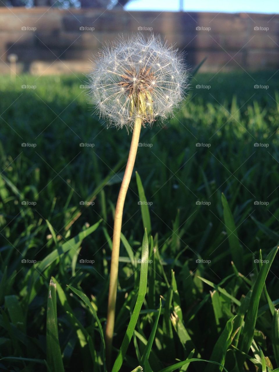 green nature dandelion flower by itsAus