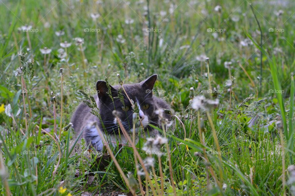 cat stalking