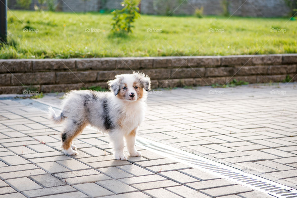 Aussie puppy