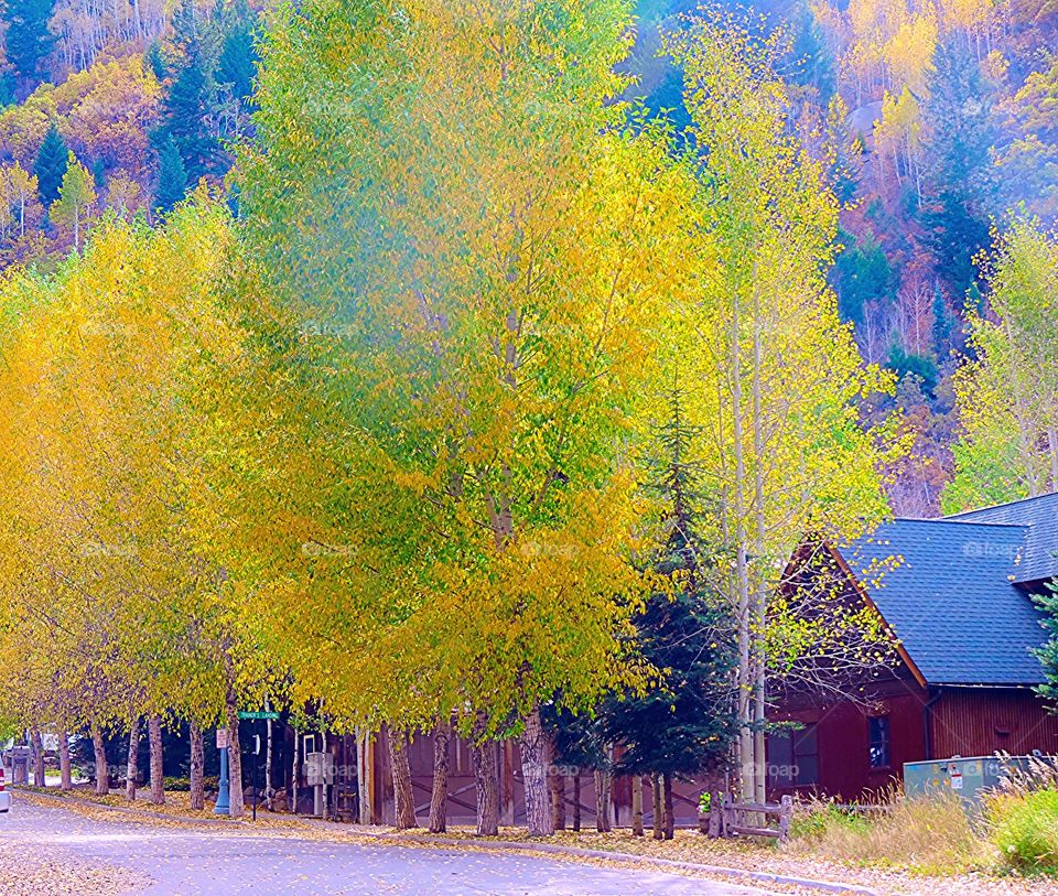 Aspen