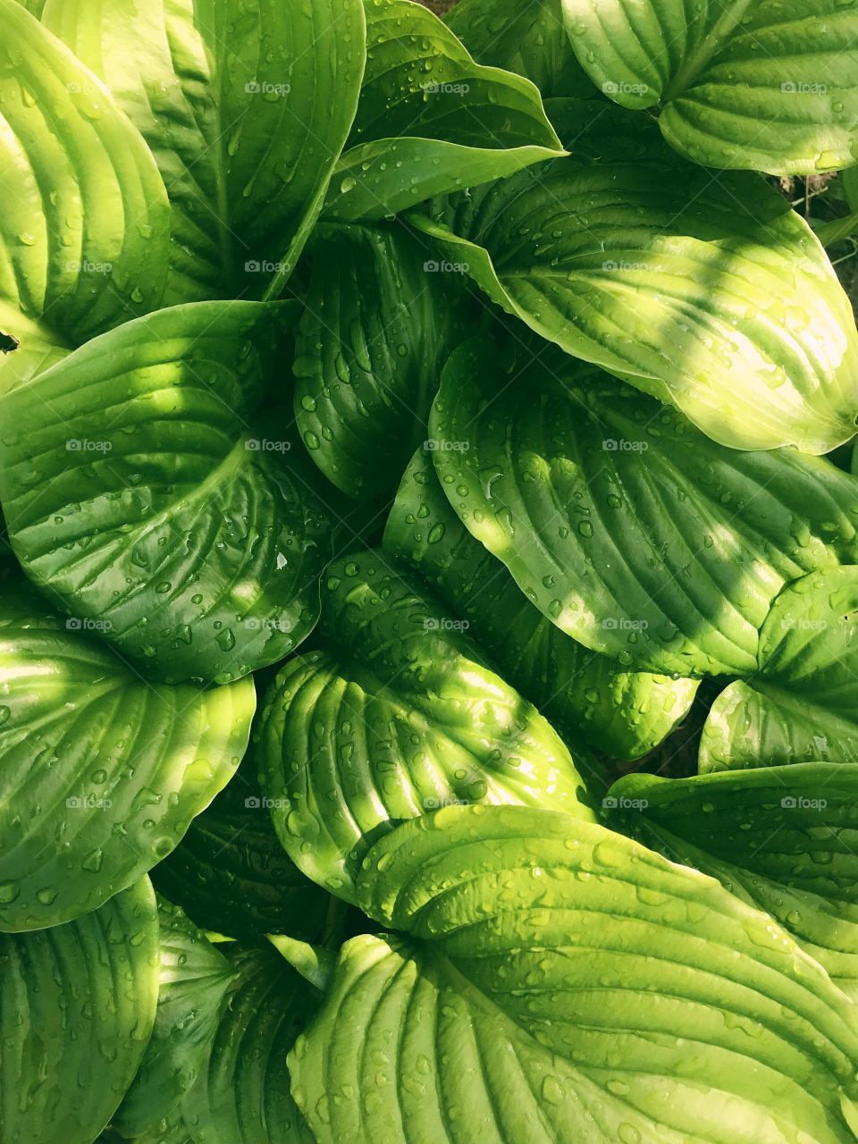 Green leaves background.