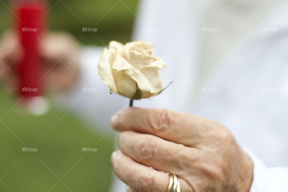 portrait of a plant