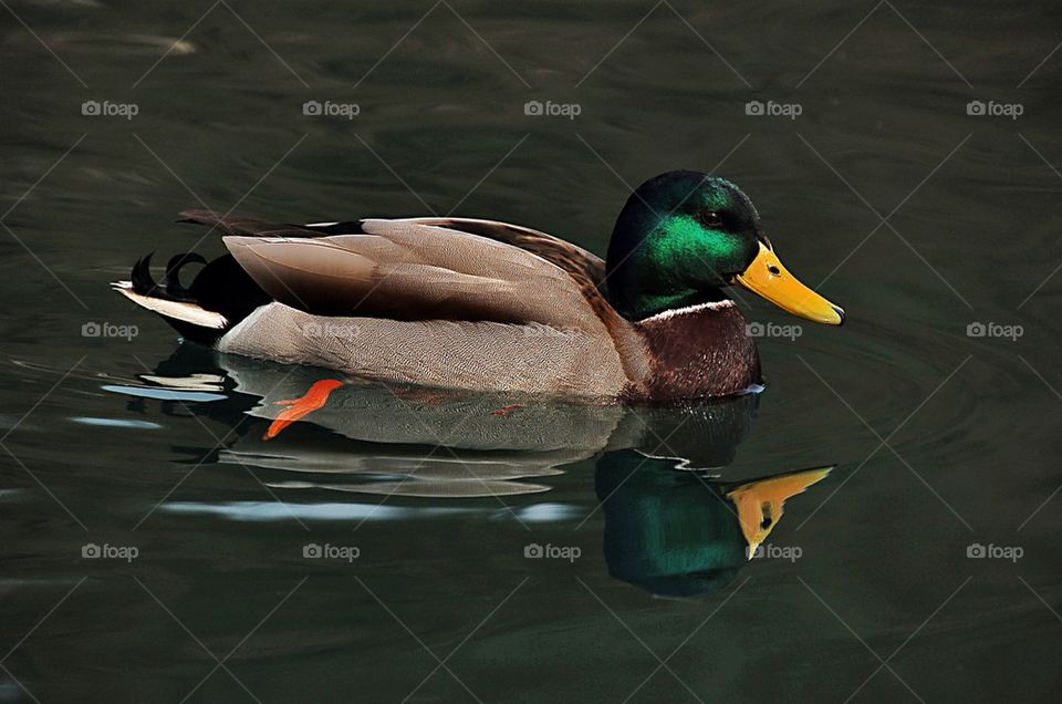 Duck