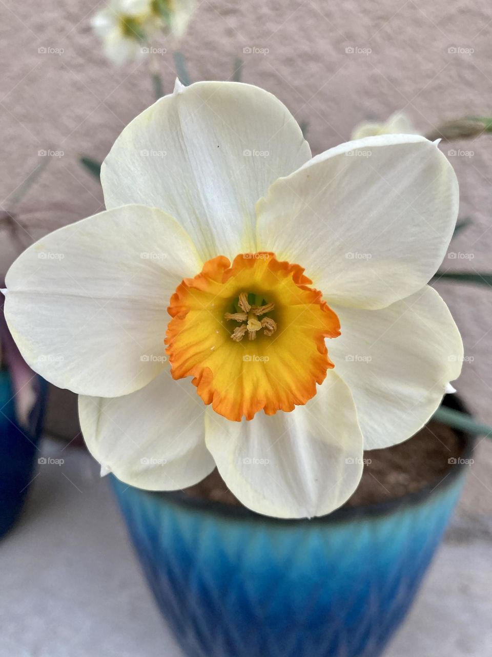 Daffodils 