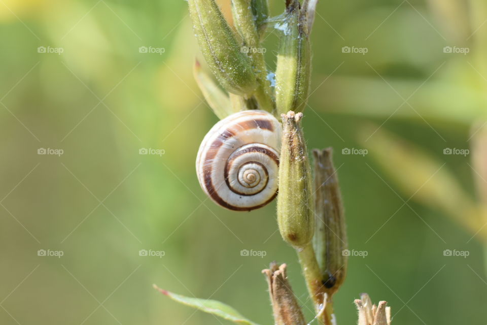 Snail