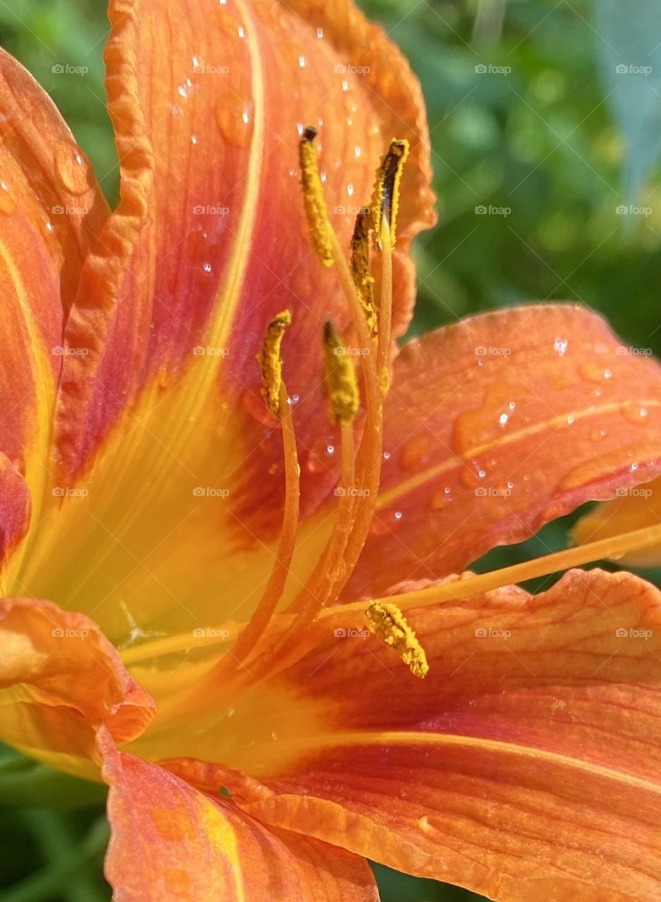 A pop of color, bright orange Tiger lily