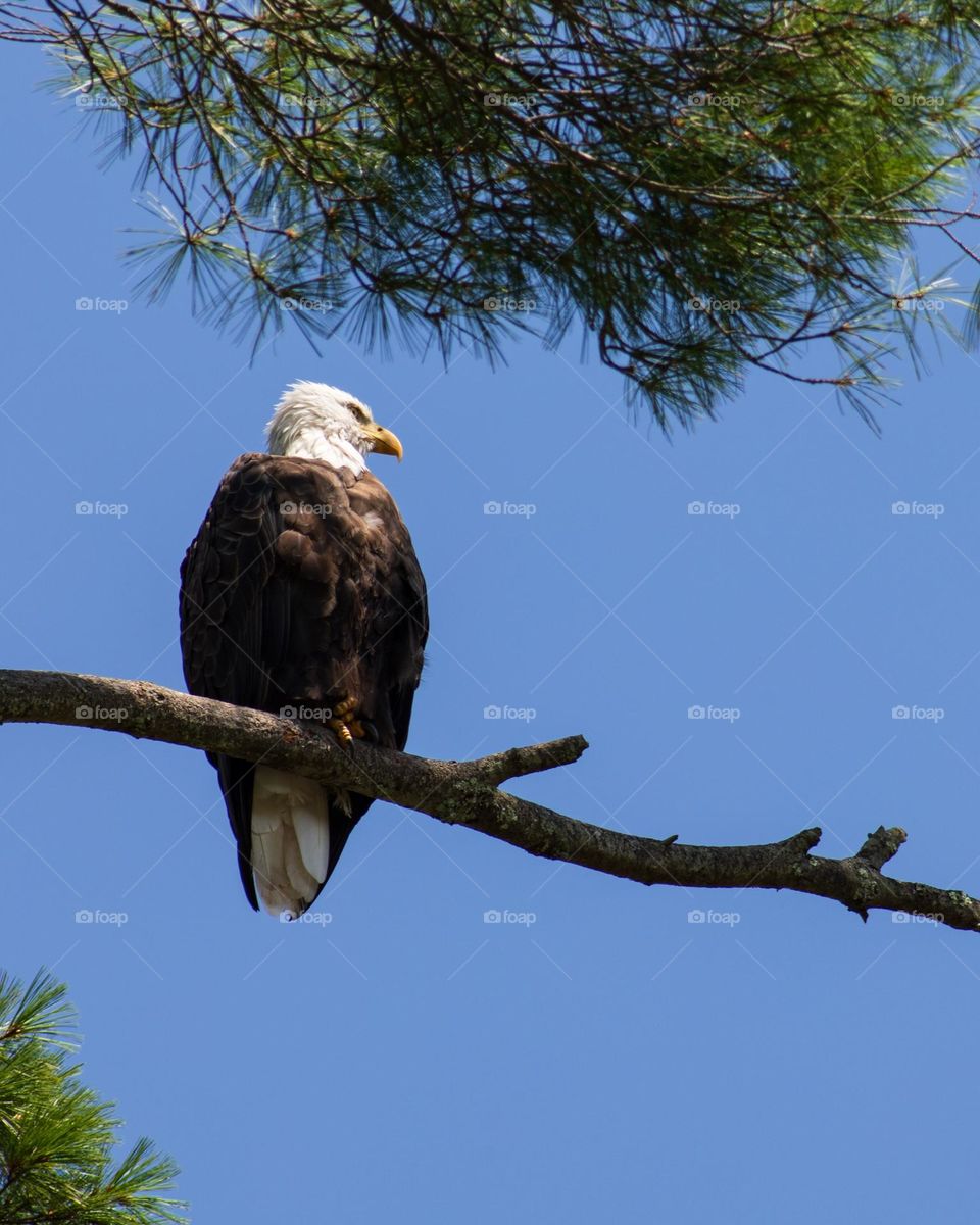 Perched Bald Eagle on a high branch