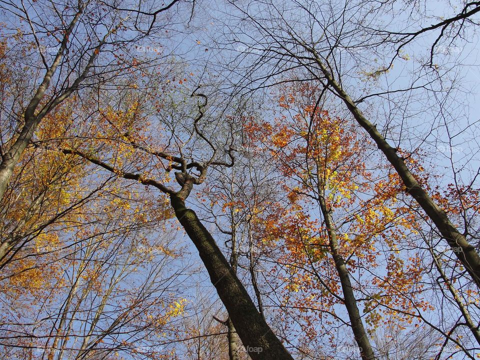 Sky in the autumn forest