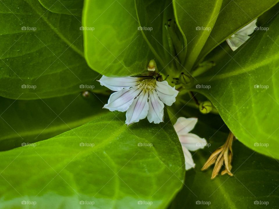 SPRINGTIME FLOWERS