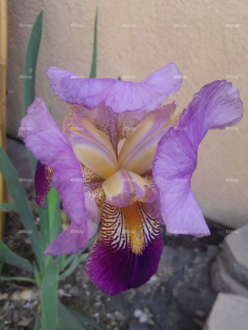 Bearded  Iris