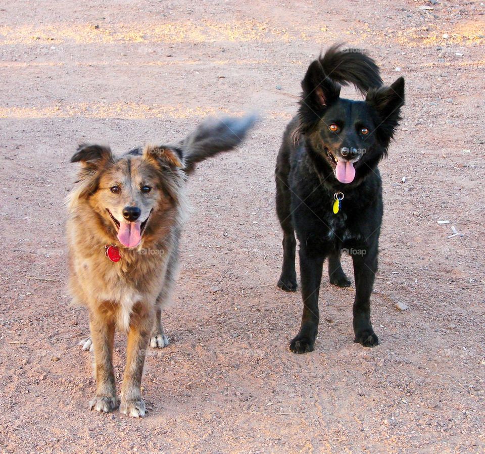 Happy dogs on a hike 