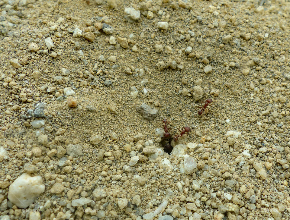 Red ants working on making their new home