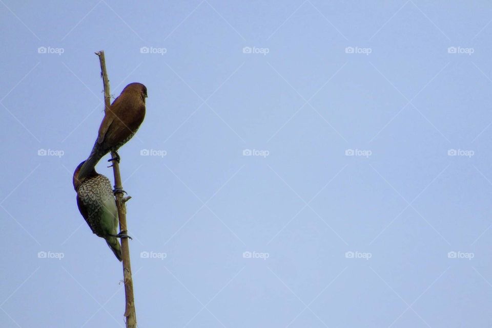 Scally breasted munia. Pair seen to perch at the dryng bamboo aside of road way, not far from the green land of crown , metres from the sea. The bird interest to make their flyway from the site to the savanna, crown field, and perching on the canopy.