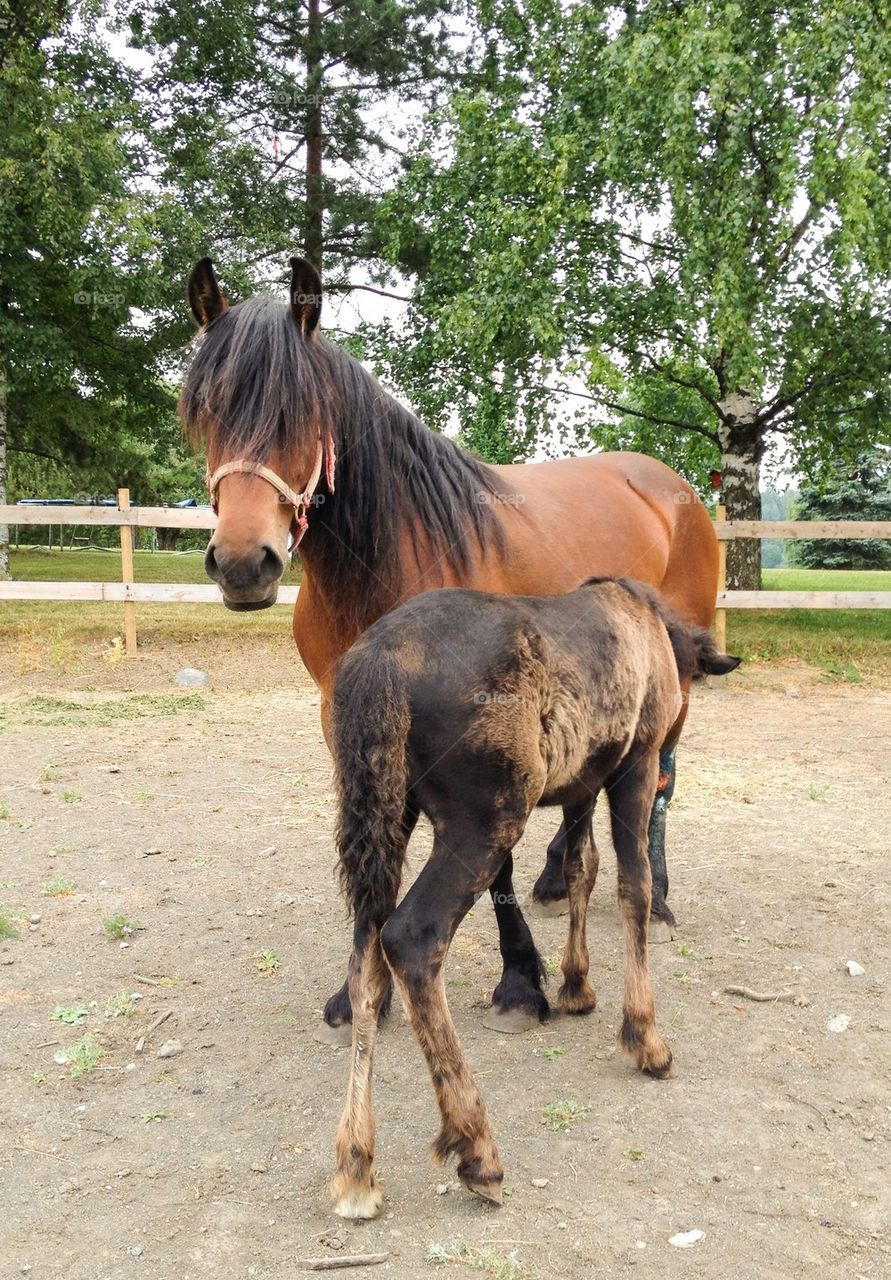 Mare and foal