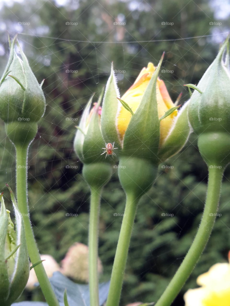 Spider and roses.