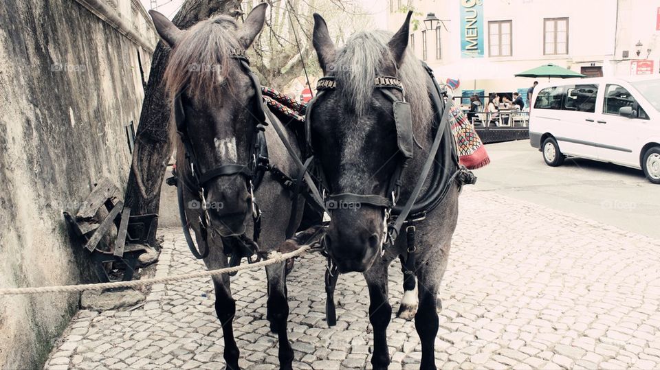 Horses of Portugal 
