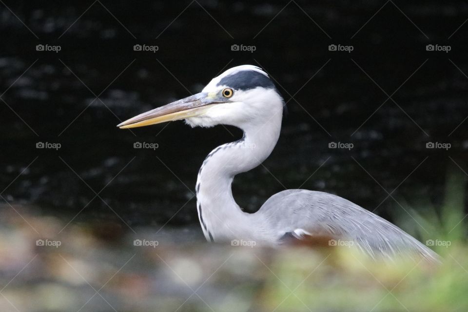 Gray heron 