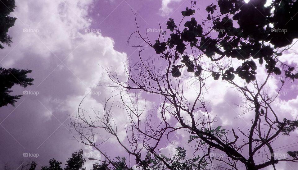 Branches tree up to purple beautiful sky
with vibrant puffy gorgeous scenic clouds#
space#nature#landscape#travel#
tree#